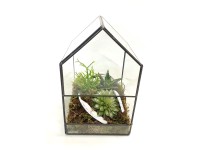 Zöldnövény kompozíció üvegházban cserépátmérő: kb. 18 cm