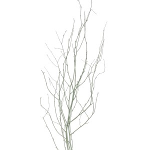 Pasztellzöld nyírfagallyak csokra, kb. 110 cm, szárazvirágkötészethez és dekorációhoz.