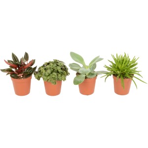 Különböző törpebors (Peperomia) pozsgás növények 5,5 cm-es cserépben.