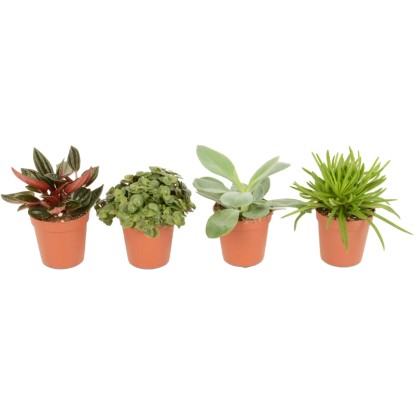 Különböző törpebors (Peperomia) pozsgás növények 5,5 cm-es cserépben.