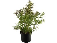 OBI karcsú gyöngyvirágcserje Deutzia fehér kb. 30-50 cm magas kb. 3,5 l-es cseré OBI karcsú gyöngyvirágcserje Deutzia fehér kb. 30-50 cm magas kb. 3,5 l-es cseré