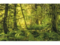 Komar nemszőtt fotótapéta Ancient World 400 cm x 250 cm
