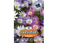 Blanda Mix szellőrózsa