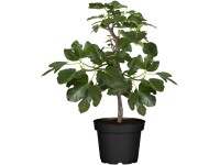 GROW by OBI füge mag. 20-30 cm cserép. kb. 22 cm Ficus carica Little Miss Figgy GROW by OBI füge mag. 20-30 cm cserép. kb. 22 cm Ficus carica Little Miss Figgy