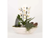 Orchidea kompozíció ovális kerámia kaspóban cserépátmérő: kb. 41 cm
