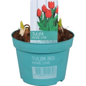 Piros 'Diamond Collection' tulipán cserépben (kb. 12 cm Ø) tavaszi ültetéshez.
