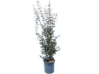 GROW by OBI ujjas juhar Atropurpureum magasság kb. 80-100 cm cserép kb. 10 l GROW by OBI ujjas juhar Atropurpureum magasság kb. 80-100 cm cserép kb. 10 l
