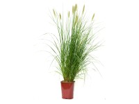GROW by OBI tollborzfű magasság kb. 30 cm cserép kb. 11 l Pennisetum GROW by OBI tollborzfű magasság kb. 30 cm cserép kb. 11 l Pennisetum