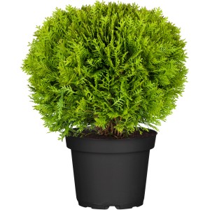 Friss zöld OBI gömb alakú tuja Danica (Thuja) fekete cserépben. Törpe örökzöld a kertbe és temetőbe.