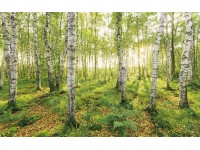 Komar nemszőtt fotótapéta Birch Trees 400 cm x 250 cm