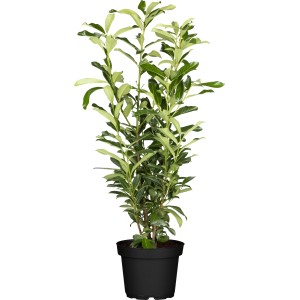 Genolia babérmeggy szett, 30 darab, kb. 80-100 cm magas, 5 literes cserépben.