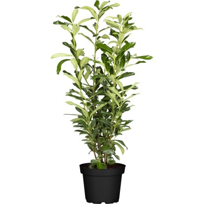 "Genolia" babérmeggy készlet 75 db magasság kb. 80-100 cm cserép kb. 5 l Prunus