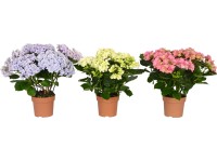 Cserepes hortenzia Hy-pe 