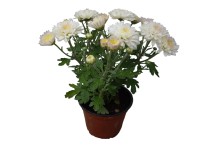 Krizantém multiflora T12 Krizantém multiflora T12