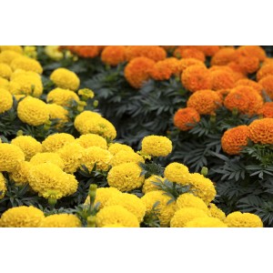 Büdöske (Tagetes erecta) színkeverék cserépben, sárga és narancssárga virágokkal.