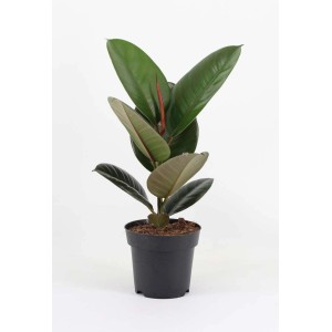 Gumi fa (Ficus elastica) cserépben, egy dekoratív szobanövény.