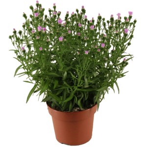 Aster Pretty Pink cserépben, kb. 14 cm. Rózsa virágú krizantém.