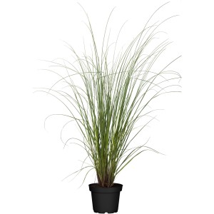 Kis pampafű Evita 3 l-es cserépben, kb. 40-60 cm magas.
