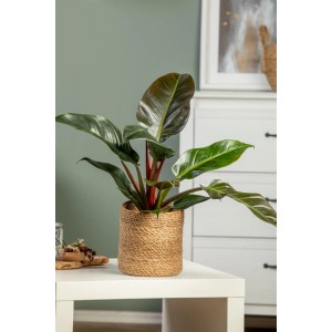 Philodendron 'Imperial Green' cserépben: Nagylevelű fa barát, mint szobanövény a trópusi hangulathoz.