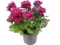 Krizantém kétvirágú lila mag. 20-30 cm cserépátmérő 12 cm Chrysanthemum indicum Krizantém kétvirágú lila mag. 20-30 cm cserépátmérő 12 cm Chrysanthemum indicum