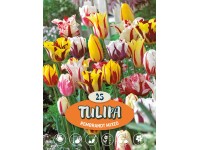 Tulipán Tulipán