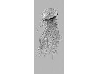 Komar nemszőtt fotótapéta Jellyfish Panel 100 cm x 250 cm 100 cm x 250 cm Komar nemszőtt fotótapéta Jellyfish Panel 100 cm x 250 cm 100 cm x 250 cm