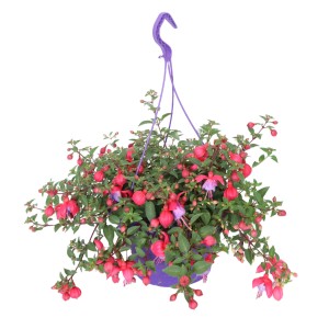 Függő virágkosár petúniákkal, lobéliákkal és fuksziákkal lila cserépben (kb. 21 cm Ø).