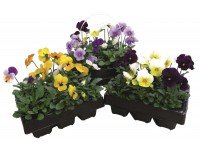 Árvácska (Viola wittrockiana) kisvirágú