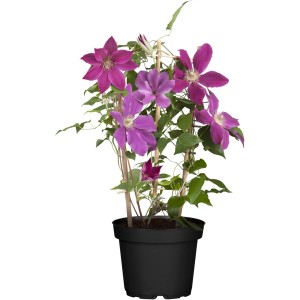 Cserepes Clematis Hyb. Niobe rózsaszín-lila virágokkal és zöld levelekkel.