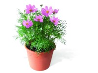 Pillangóvirág (Cosmos bipinnatus)