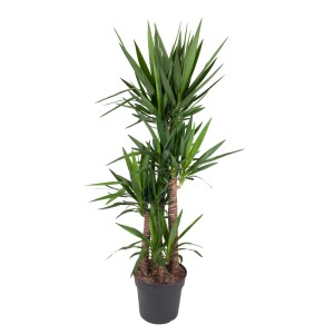 Yucca pálmaliliom cserépben, kb. 175-185 cm magas, 4 törzzsel és zöld levelekkel.