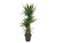 Pálmaliliom magasság kb. 175 cm - 185 cm cserépátmérő kb. 34 cm Yucca