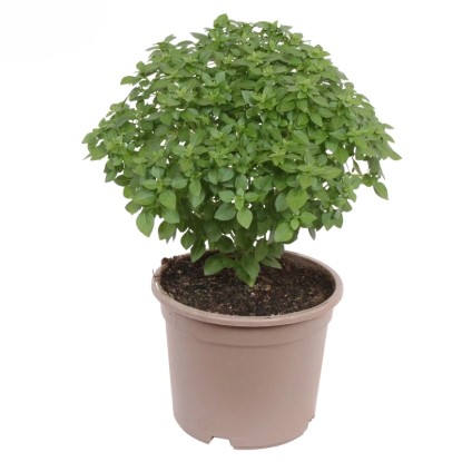 GROW by OBI görög bazsalikom cserépátmérő kb. 14 cm Ocimum basilicum