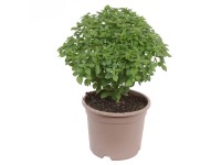 GROW by OBI görög bazsalikom cserépátmérő kb. 14 cm Ocimum basilicum GROW by OBI görög bazsalikom cserépátmérő kb. 14 cm Ocimum basilicum