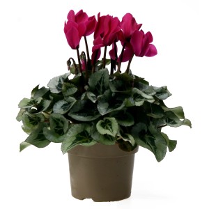 Ciklámen rózsaszín virágokkal cserépben, kb. 30-35 cm magas. Dekoratív őszi növény.