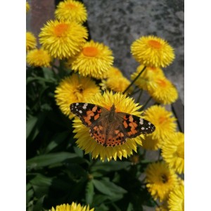 Sárga Xerochrysum cserepes növény pillangóval, cserép átmérője kb. 17 cm.
