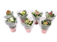 Tömött korallvirág mag. kb. 10 cm - 20 cm cserép 7 cm Kalanchoe blossfeldiana Tömött korallvirág mag. kb. 10 cm - 20 cm cserép 7 cm Kalanchoe blossfeldiana