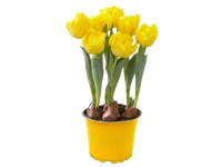 Tulipán Yellow Baby 12 cm-es cserépben