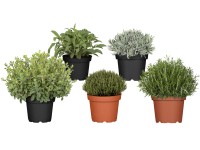 Fűszernövény bokor mix cserépátmérő: kb. 18 cm Fűszernövény bokor mix cserépátmérő: kb. 18 cm