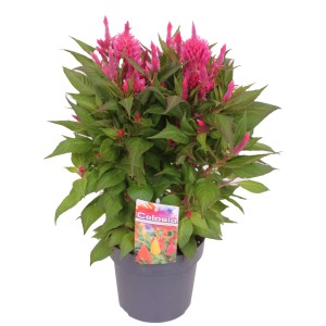 Konténeres Celosia, kb. 40-45 cm magas, rózsaszín virágokkal.