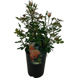 Patiorózsa cserépben (Ø 19 cm) zöld levelekkel és finom, világos rózsaszín virágbimbókkal.