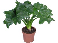 Szeldelt levelű filodendron Szeldelt levelű filodendron