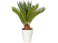 Japán cikász kerámia kaspóban cserépátmérő: kb. 12 cm Cycas revoluta