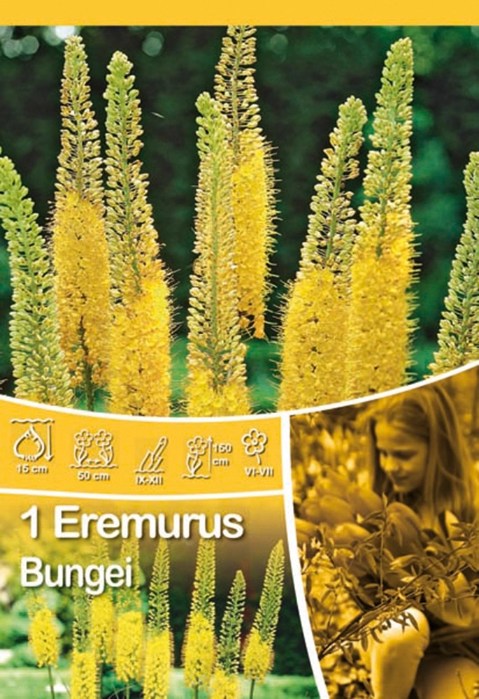 Eremurus Bungei