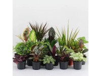 Zöldnövény különböző fajták magasság kb. 10 cm cserépátmérő kb. 8,5 cm Zöldnövény különböző fajták magasság kb. 10 cm cserépátmérő kb. 8,5 cm