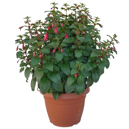 Fukszia bokor magasság kb. 50 - 70 cm cserépátmérő kb. 25 cm Fuchsia