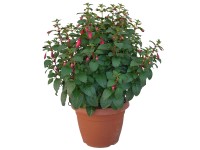Fukszia bokor magasság kb. 50 - 70 cm cserépátmérő kb. 25 cm Fuchsia