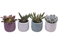 Pozsgás növények pasztell kerámiában cserépátmérő: kb. 6 cm