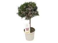 GROW by OBI viaszág törzs mag. 50-60 cm cserépátm. 17 cm Chamelaucium uncinatum GROW by OBI viaszág törzs mag. 50-60 cm cserépátm. 17 cm Chamelaucium uncinatum