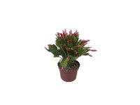 Karácsonyi kaktusz Flame piros kb. 15-25 cm Schlumbergera Karácsonyi kaktusz Flame piros kb. 15-25 cm Schlumbergera